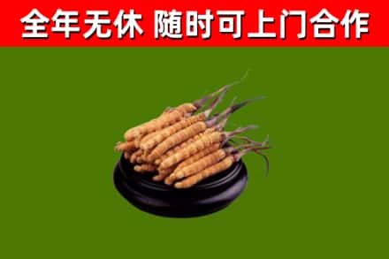 万宁市回收冬虫夏草